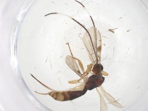  ( - CBG-A59906-A01)  @11 [ ] CreativeCommons - Attribution Share - Alike (2024) Centre for Biodiversity Genomics Centre for Biodiversity Genomics