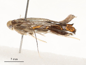 ( - CBG-A58600-E02)  @11 [ ] CreativeCommons - Attribution Share - Alike (2025) CBG Photography Group Centre for Biodiversity Genomics