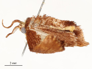  ( - CBG-A58600-E11)  @11 [ ] CreativeCommons - Attribution Share - Alike (2025) CBG Photography Group Centre for Biodiversity Genomics