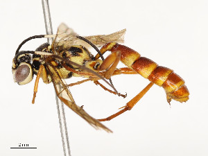  ( - CBG-A58689-A05)  @11 [ ] CreativeCommons - Attribution Share - Alike (2025) CBG Photography Group Centre for Biodiversity Genomics