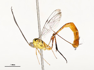  ( - CBG-A58689-A11)  @11 [ ] CreativeCommons - Attribution Share - Alike (2025) CBG Photography Group Centre for Biodiversity Genomics