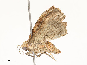  ( - CBG-A58690-F08)  @11 [ ] CreativeCommons - Attribution Share - Alike (2025) CBG Photography Group Centre for Biodiversity Genomics