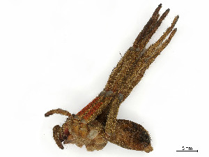  ( - CBG-A58690-G10)  @11 [ ] CreativeCommons - Attribution (2024) CBG Photography Group Centre for Biodiversity Genomics