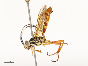  ( - CBG-A58705-E11)  @11 [ ] CreativeCommons - Attribution Share - Alike (2025) CBG Photography Group Centre for Biodiversity Genomics