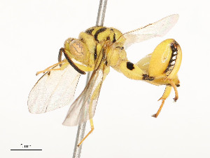  (chalMalaise01 Malaise7992 - CBG-A58706-E08)  @11 [ ] CreativeCommons - Attribution Share - Alike (2025) CBG Photography Group Centre for Biodiversity Genomics