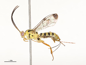  ( - CBG-A58706-G05)  @11 [ ] CreativeCommons - Attribution Share - Alike (2025) CBG Photography Group Centre for Biodiversity Genomics