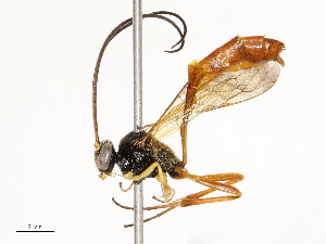  ( - CBG-A58706-H01)  @11 [ ] CreativeCommons - Attribution Share - Alike (2025) CBG Photography Group Centre for Biodiversity Genomics