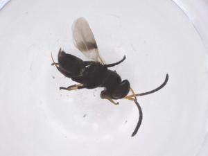  ( - CBG-A59121-B02)  @11 [ ] CreativeCommons - Attribution Share - Alike (2024) Centre for Biodiversity Genomics Centre for Biodiversity Genomics