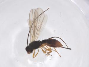  ( - CBG-A59121-C04)  @11 [ ] CreativeCommons - Attribution Share - Alike (2024) Centre for Biodiversity Genomics Centre for Biodiversity Genomics