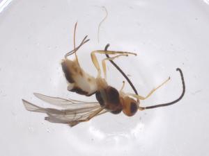  ( - CBG-A59124-F03)  @11 [ ] CreativeCommons - Attribution Share - Alike (2024) Centre for Biodiversity Genomics Centre for Biodiversity Genomics