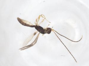  ( - CBG-A59125-H03)  @11 [ ] CreativeCommons - Attribution Share - Alike (2024) Centre for Biodiversity Genomics Centre for Biodiversity Genomics