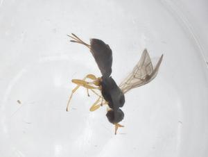  ( - CBG-A59133-A08)  @11 [ ] CreativeCommons - Attribution Share - Alike (2024) Centre for Biodiversity Genomics Centre for Biodiversity Genomics