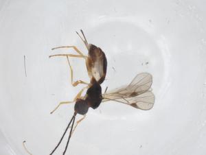  ( - CBG-A59136-E10)  @11 [ ] CreativeCommons - Attribution Share - Alike (2024) Centre for Biodiversity Genomics Centre for Biodiversity Genomics