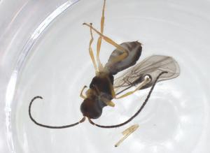  ( - CBG-A59136-F12)  @11 [ ] CreativeCommons - Attribution Share - Alike (2024) Centre for Biodiversity Genomics Centre for Biodiversity Genomics