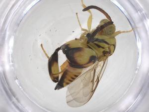  (chalMalaise01 Malaise4093 - CBG-A59372-G12)  @11 [ ] CreativeCommons - Attribution Share - Alike (2024) Centre for Biodiversity Genomics Centre for Biodiversity Genomics