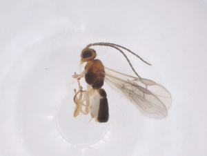  ( - CBG-A59374-B04)  @11 [ ] CreativeCommons - Attribution Share - Alike (2024) Centre for Biodiversity Genomics Centre for Biodiversity Genomics