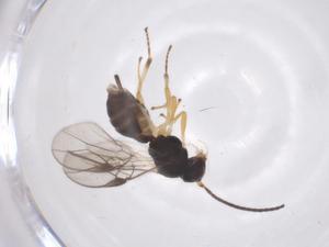  ( - CBG-A59374-G10)  @11 [ ] CreativeCommons - Attribution Share - Alike (2024) Centre for Biodiversity Genomics Centre for Biodiversity Genomics