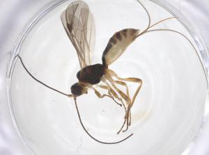  ( - CBG-A59375-H01)  @11 [ ] CreativeCommons - Attribution Share - Alike (2024) Centre for Biodiversity Genomics Centre for Biodiversity Genomics