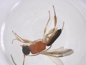  ( - CBG-A59381-A02)  @11 [ ] CreativeCommons - Attribution Share - Alike (2024) Centre for Biodiversity Genomics Centre for Biodiversity Genomics