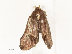  (tortJanzen01 Malaise813 - CBG-A59477-A08)  @11 [ ] CreativeCommons - Attribution Share - Alike (2025) CBG Photography Group Centre for Biodiversity Genomics