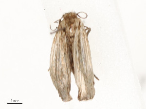  ( - CBG-A59477-B12)  @11 [ ] CreativeCommons - Attribution Share - Alike (2025) CBG Photography Group Centre for Biodiversity Genomics