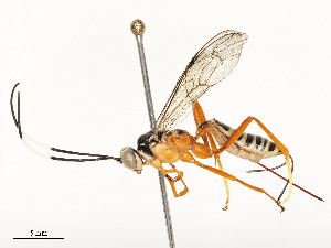 ( - CBG-A59477-D03)  @11 [ ] CreativeCommons - Attribution Share - Alike (2025) CBG Photography Group Centre for Biodiversity Genomics