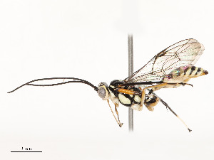  ( - CBG-A59477-D11)  @11 [ ] CreativeCommons - Attribution Share - Alike (2025) CBG Photography Group Centre for Biodiversity Genomics
