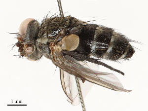  ( - CBG-A59480-H03)  @11 [ ] CreativeCommons - Attribution Share - Alike (2025) CBG Photography Group Centre for Biodiversity Genomics