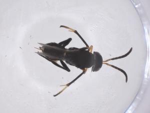  ( - CBG-A59669-C09)  @11 [ ] CreativeCommons - Attribution Share - Alike (2024) Centre for Biodiversity Genomics Centre for Biodiversity Genomics