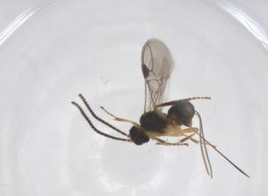  ( - CBG-A59685-B06)  @11 [ ] CreativeCommons - Attribution Share - Alike (2024) Centre for Biodiversity Genomics Centre for Biodiversity Genomics