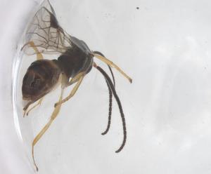  ( - CBG-A59919-A04)  @11 [ ] CreativeCommons - Attribution Share - Alike (2024) Centre for Biodiversity Genomics Centre for Biodiversity Genomics