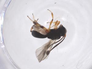  ( - CBG-A59920-E12)  @11 [ ] CreativeCommons - Attribution Share - Alike (2024) Centre for Biodiversity Genomics Centre for Biodiversity Genomics