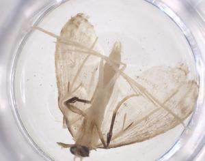  ( - CBG-A59929-H03)  @11 [ ] CreativeCommons - Attribution Share - Alike (2024) Centre for Biodiversity Genomics Centre for Biodiversity Genomics