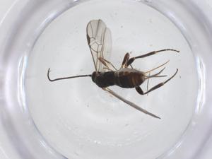  ( - CBG-A60325-D02)  @11 [ ] CreativeCommons - Attribution Share - Alike (2024) Centre for Biodiversity Genomics Centre for Biodiversity Genomics