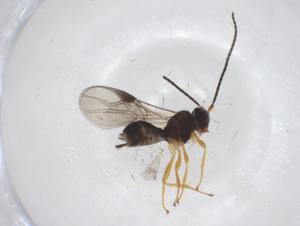  ( - CBG-A60328-F10)  @11 [ ] CreativeCommons - Attribution Share - Alike (2024) Centre for Biodiversity Genomics Centre for Biodiversity Genomics