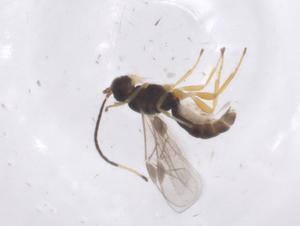  ( - CBG-A60329-C09)  @11 [ ] CreativeCommons - Attribution Share - Alike (2024) Centre for Biodiversity Genomics Centre for Biodiversity Genomics