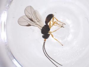  ( - CBG-A60344-G06)  @11 [ ] CreativeCommons - Attribution Share - Alike (2024) Centre for Biodiversity Genomics Centre for Biodiversity Genomics