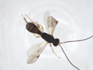  ( - CBG-A60349-F12)  @11 [ ] CreativeCommons - Attribution Share - Alike (2024) Centre for Biodiversity Genomics Centre for Biodiversity Genomics