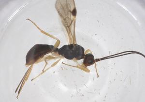  ( - CBG-A60351-F03)  @11 [ ] CreativeCommons - Attribution Share - Alike (2024) Centre for Biodiversity Genomics Centre for Biodiversity Genomics