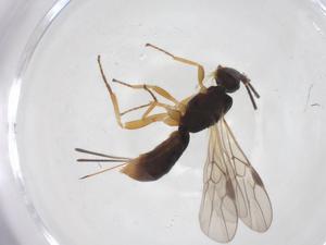  ( - CBG-A60355-G03)  @11 [ ] CreativeCommons - Attribution Share - Alike (2024) Centre for Biodiversity Genomics Centre for Biodiversity Genomics