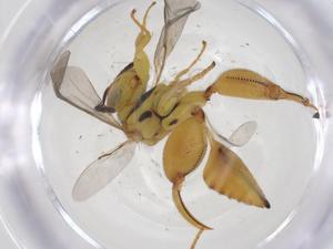  (chalMalaise01 Malaise3917 - CBG-A60355-G04)  @11 [ ] CreativeCommons - Attribution Share - Alike (2024) Centre for Biodiversity Genomics Centre for Biodiversity Genomics