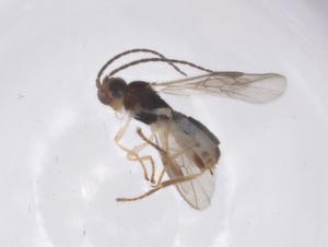  ( - CBG-A60359-D04)  @11 [ ] CreativeCommons - Attribution Share - Alike (2024) Centre for Biodiversity Genomics Centre for Biodiversity Genomics