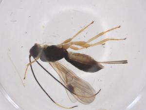  ( - CBG-A60362-B03)  @11 [ ] CreativeCommons - Attribution Share - Alike (2024) Centre for Biodiversity Genomics Centre for Biodiversity Genomics