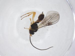  ( - CBG-A60370-E05)  @11 [ ] CreativeCommons - Attribution Share - Alike (2024) Centre for Biodiversity Genomics Centre for Biodiversity Genomics