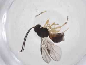  ( - CBG-A60375-E04)  @11 [ ] CreativeCommons - Attribution Share - Alike (2025) Centre for Biodiversity Genomics Centre for Biodiversity Genomics