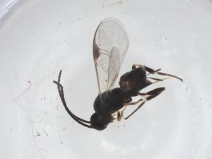  (Dolichogenidea Malaise2660 - CBG-A60375-E06)  @11 [ ] CreativeCommons - Attribution Share - Alike (2025) Centre for Biodiversity Genomics Centre for Biodiversity Genomics