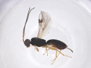  ( - CBG-A60380-H08)  @11 [ ] CreativeCommons - Attribution Share - Alike (2024) Centre for Biodiversity Genomics Centre for Biodiversity Genomics