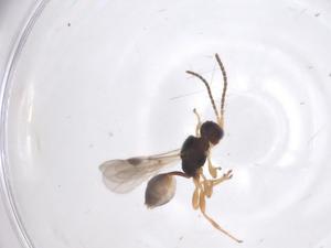  (Leiophron Malaise0455 - CBG-A60380-H11)  @11 [ ] CreativeCommons - Attribution Share - Alike (2024) Centre for Biodiversity Genomics Centre for Biodiversity Genomics