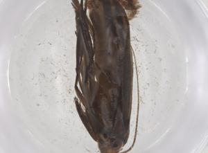  ( - CBG-A60388-B03)  @11 [ ] CreativeCommons - Attribution Share - Alike (2024) Centre for Biodiversity Genomics Centre for Biodiversity Genomics