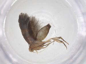  ( - CBG-A60388-F12)  @11 [ ] CreativeCommons - Attribution Share - Alike (2024) Centre for Biodiversity Genomics Centre for Biodiversity Genomics